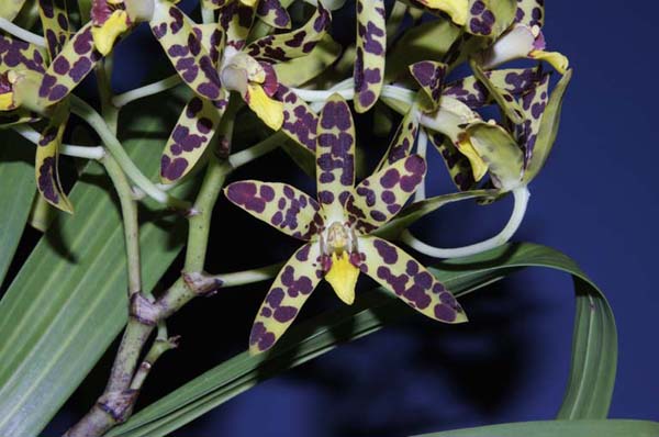 FIRST DIVISION:  Ansellia africana .......... Grown by Trevor Hutchison