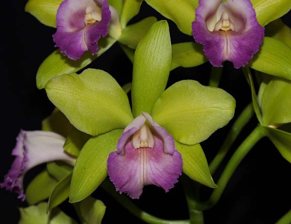 FIRST DIVISION:  Blc Hawaiian Passion Kermie .......... Grown by Margaret and Murray Page