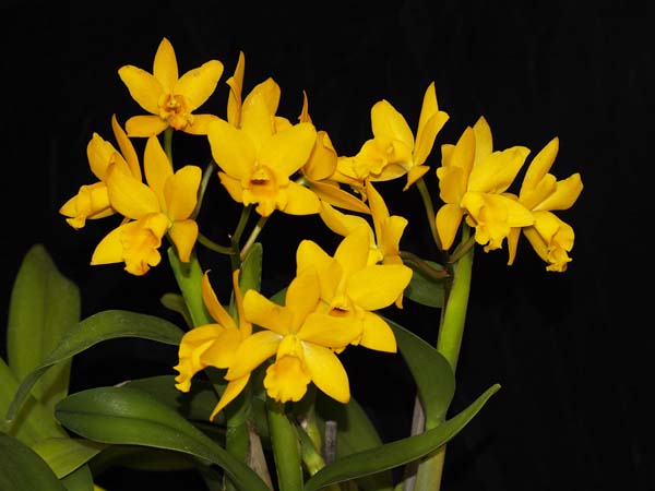 SECOND DIVISION:  C. Little Fairy ......... Grown by Diana Bird