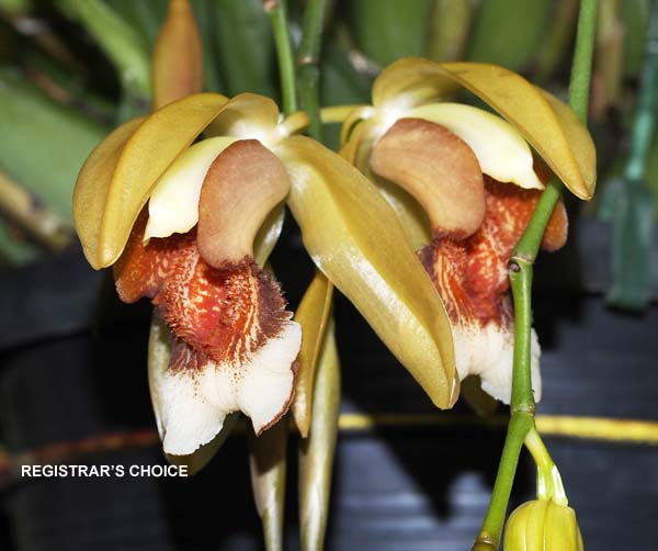 FIRST DIVISION:  Coel speciosa .......... Grown by Andrew Bird