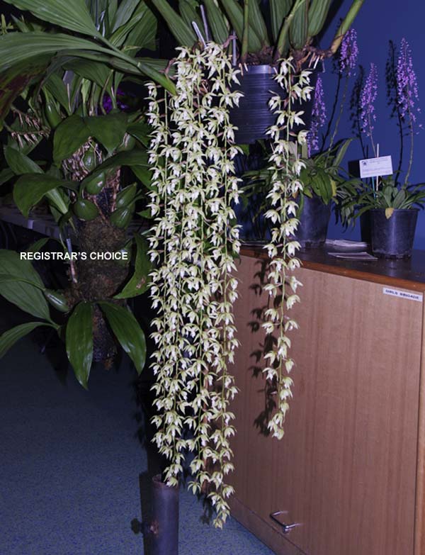 FIRST DIVISION:  Coel rochussenii ..........  Grown by Anton Drew