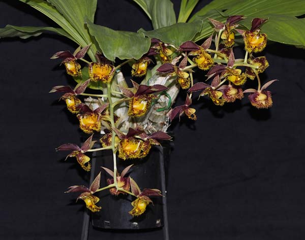 OPEN DIVISION:  Ctsm Lovena B ..........Grown by R & B Wilson