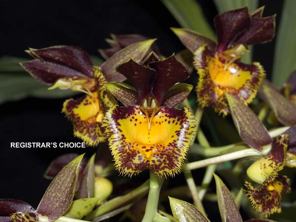 OPEN DIVISION:  Ctsm Lovena  ..........  Grown by Rickard and Beryl Wilson