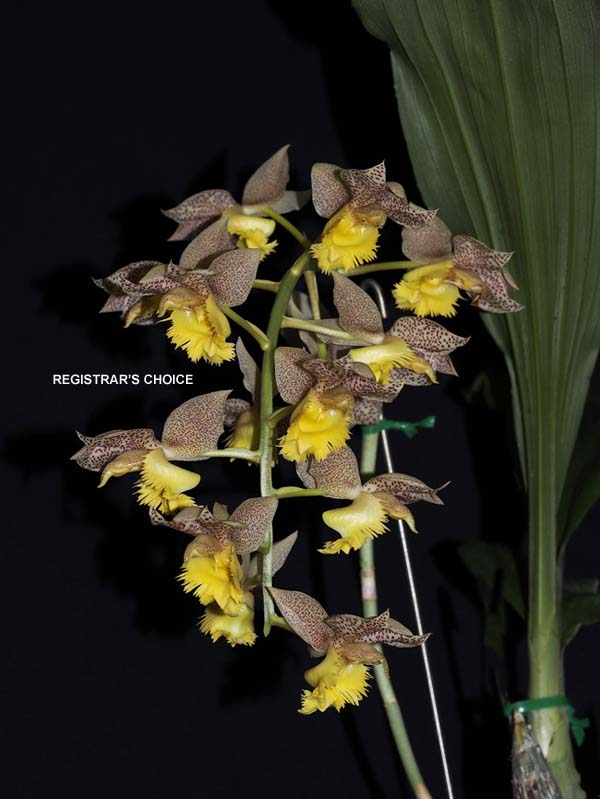 OPEN DIVISION:  Ctsm tigrinum x fimbriatum ..........  Grown by Richard and Beryl Wilson
