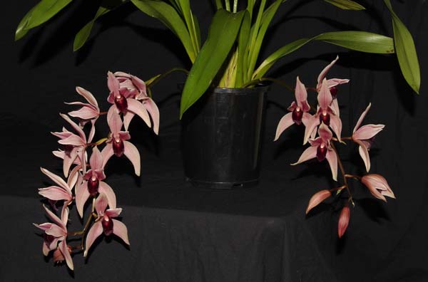 FIRST DIVISION:  Cym Devon Odyssey .......... Grown by Vicky and Neil Cooper