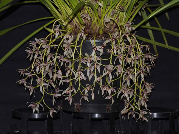 SECOND DIVISION:  Cym-dayanum .......... Grown by Sarka Laznicka