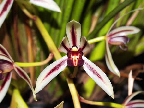 SECOND DIVISION:  Cym dayanum .......... Grown by Barb Semmens