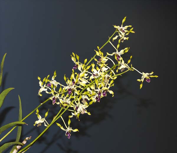 FIRST DIVISION:  D spiral Gem x Uniwai Topaz  ..........  Grown by Fred Cause