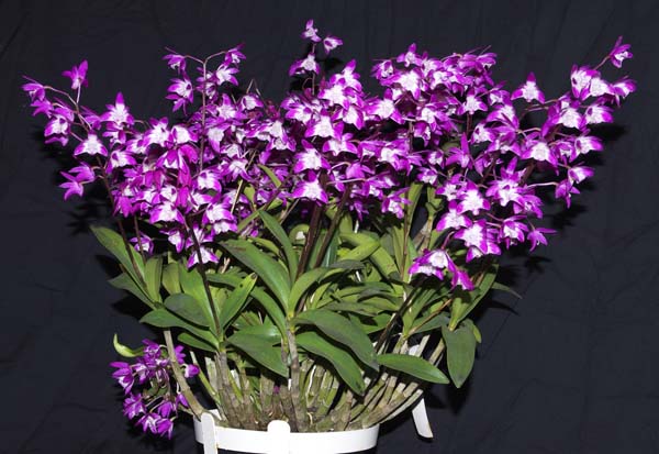 SECOND DIVISION:  Den Aussie Springtime x Ellen x kingianum .......... Grown by S Laznicka