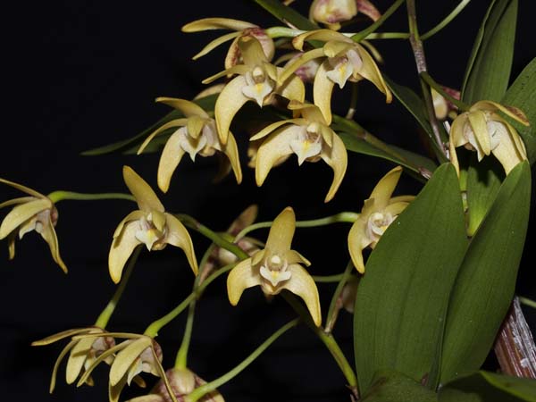 SECOND DIVISION:  Den Graceful Gold .......... Grown by Phil and Anne Steer 