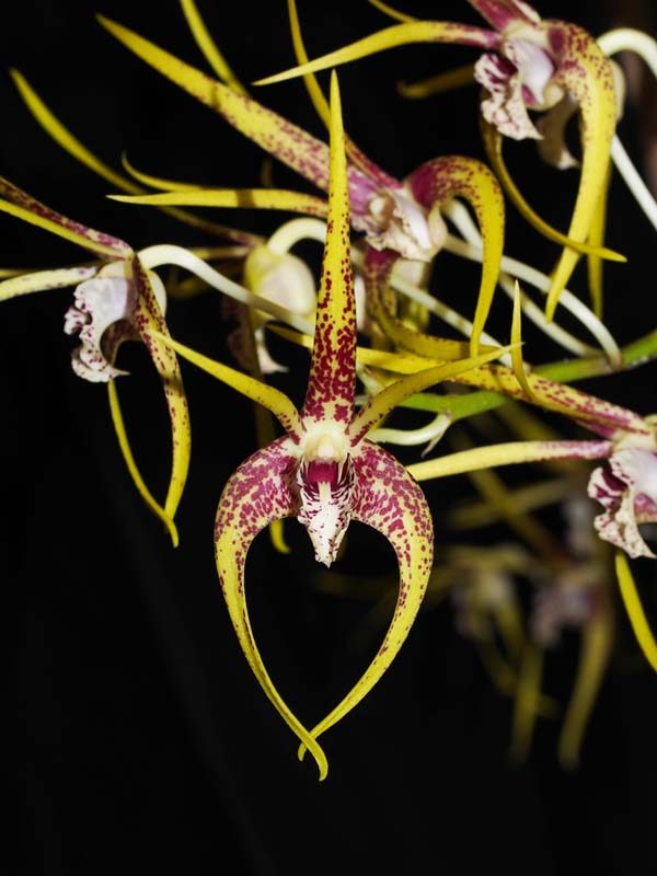 FIRST DIVISION:  Den Hilda Poxon Nailsworth .......... Grown by Phil and Anne Steer