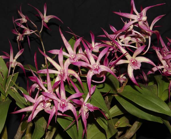 FIRST DIVISION:  Den Peewee x Regal Affair .......... Grown by Trevor Hutchinson