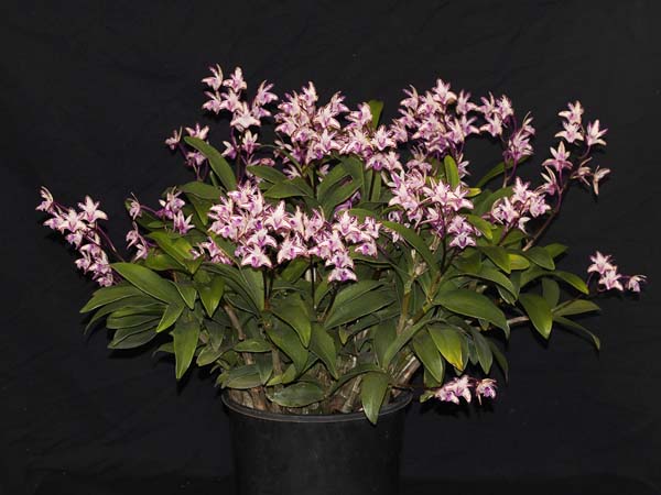 SECOND DIVISION:  Den Victorian stripes x Victorian Flare .......... Grown by Peter and Helen Haltis