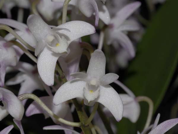 SECOND DIVISION:  Den delicatim Apple Blossum  ..........  Grown by Phil and Anne Steer