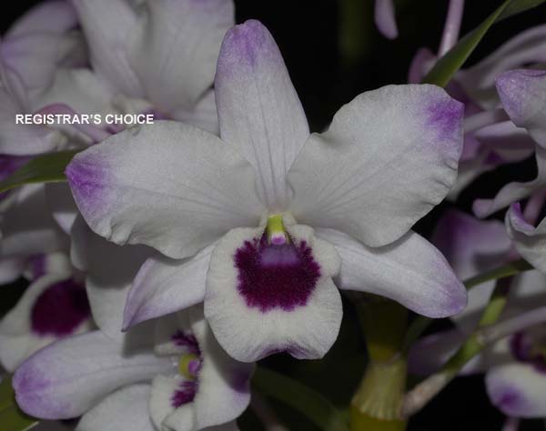 OPEN DIVISION:  Den nobile  ..........  Grown by K and J Whibley