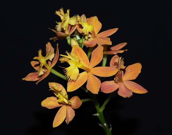 SECOND DIVISION:  Epi Autumn Symphony x Anderson Special .......... Grown by Sark Laznicka