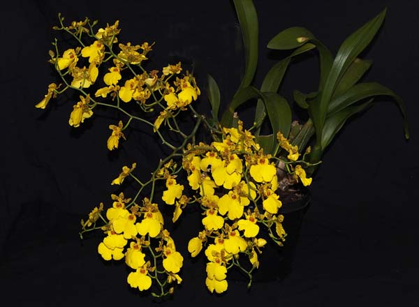 SECOND DIVISION:  Gomesa Sweet Sugar .......... Grown by B Semmans