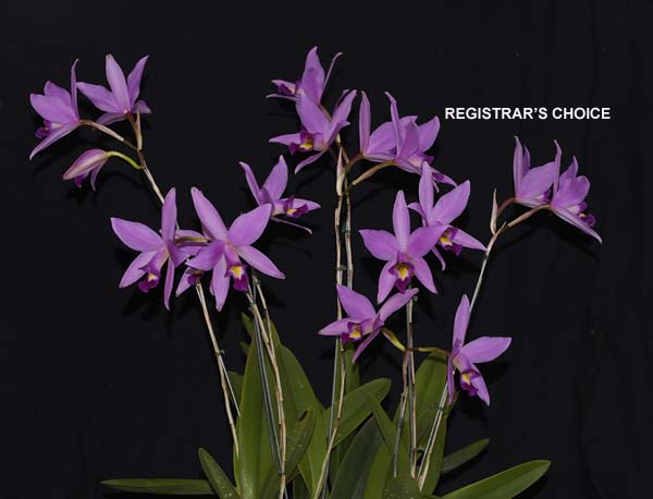 SECOND DIVISION:  L anceps .......... Grown by Peter and Helen Haltis