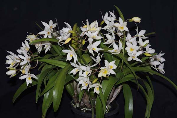 SECOND DIVISION:  Ledienara .......... Grown by B Semmens