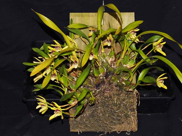 FIRST DIVISION:  Maxillaria crysantha .......... Grown by Andrew Bird