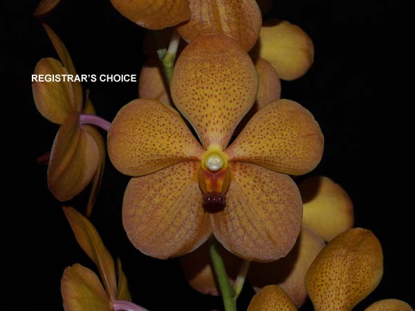 FIRST DIVISION:  Mok Chao Praya .......... Grown by Andrew Bird