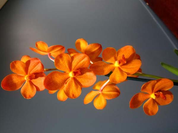 FIRST DIVISION:  Mokara Chao Praya `Sunrise’ .......... Grown by Andrew Bird