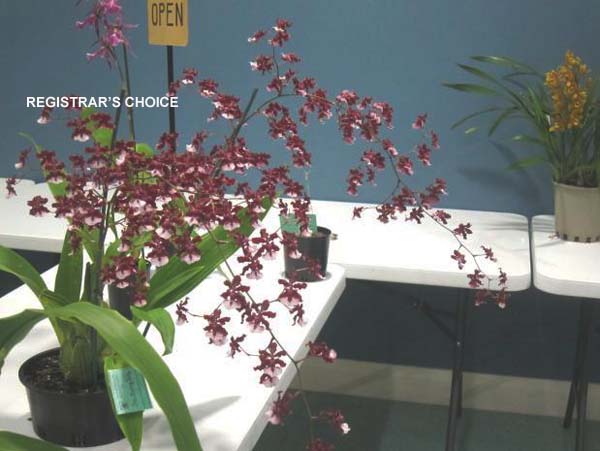 OPEN DIVISION:  Oncidium Sharry Baby .......... Grown by Lesley & Bob Gunn