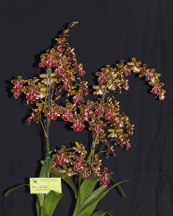 OPEN DIVISION:  Ons Wildcat Hildos No2 .......... Grown by Oui Ju and Michael Willoughby