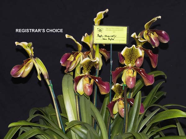 OPEN DIVISION:  Paph Chouvetii Van Dyke .......... Grown by Michael Willoughby and Oui Ju