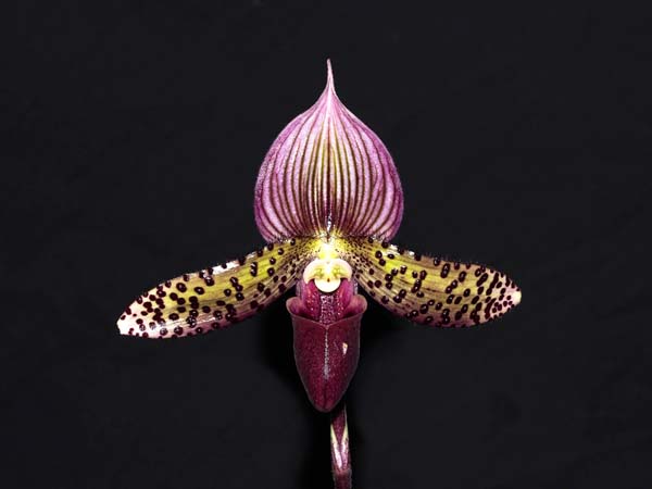 SEEDLING:  Paph Mullumbimby Margi .......... Grown by M Willoughby and Oui Ju