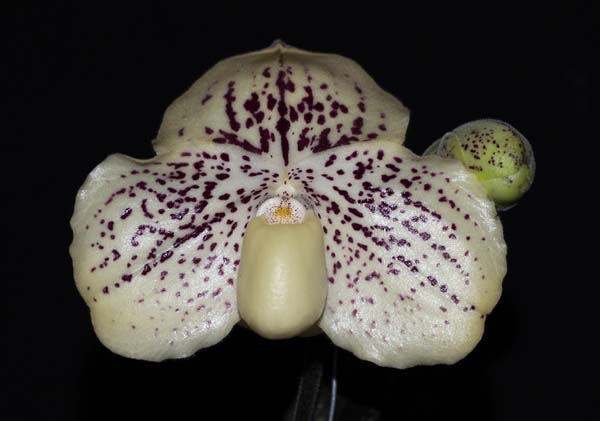 SEEDLING:  Paph godefroyae .......... Grown by Michael Willoughby and Oui Ju