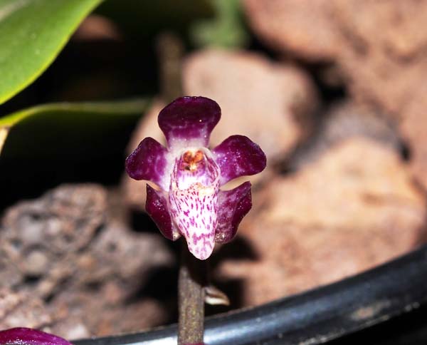 SEEDLING:  Sarco Cherub .......... Grown by M and E Hume