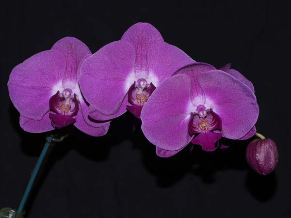 FIRST DIVISION:  Phal Gan Lin Rose  ..........  Grown by Vicky and Neil Cooper