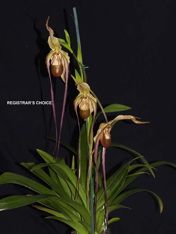 OPEN DIVISION: Phrag Grande .......... Grown by Jane and Don Higgs