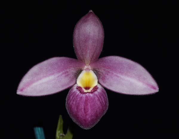 SEEDLING:  Phrag Lynn Evans goldner .......... Grown by Jane and Don Higgs