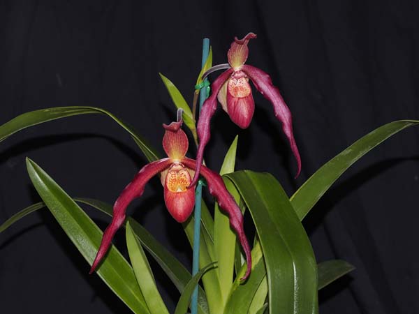SEEDLING:  Phrag Ruby Slippers  ..........  Grown by Jane and Don Higgs