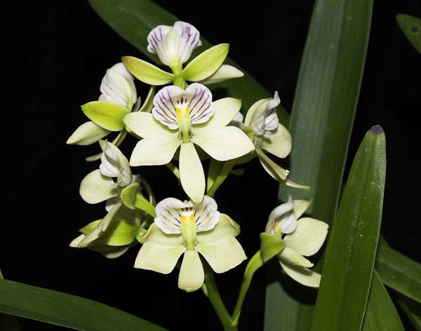 OPEN DIVISION:  Pros radiata .......... Grown by Jane and Don Higgs