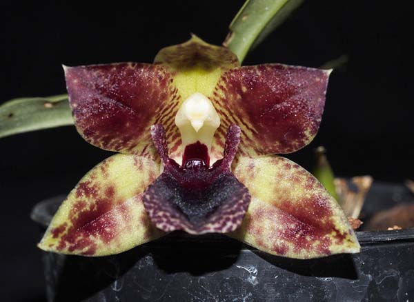 SEEDLING: Prom Drayton Gold x stapeliordes .......... Grown by Jane & Don Higgs