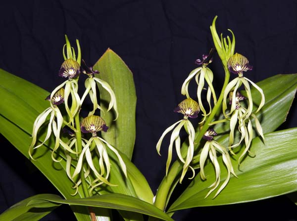 SECOND DIVISION:  Prosthechea cochleata .......... Grown by P & A Steer