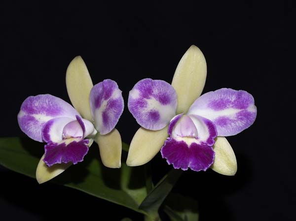 SECOND DIVISION:  Rlc Village Chielf North Green Genius  ..........  Grown by Sarka Laznicka 