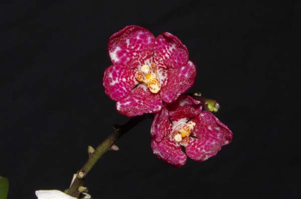 SEEDLING:  Sarc Rifersong x Fizzy Dove .......... Grown by M and E Hume