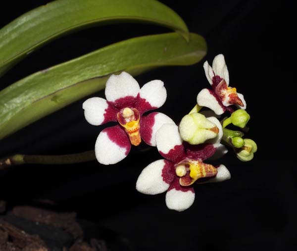 SEEDLING: Sarc Sunvale Annette .......... Grown by Ellen and Max Hume