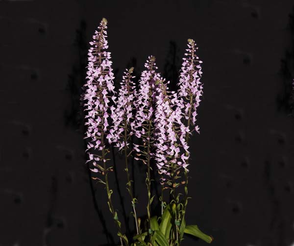 SECOND DIVISION:  Sten longifolia .......... Grown by Peter Haltis