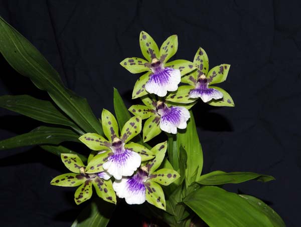 FIRST DIVISION:  Zga Adelaide Meadows x Pabstia jugosa .......... Grown by N & V Cooper