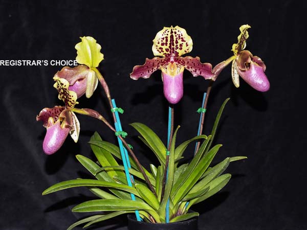 OPEN DIVISION:  Paph henryanum .......... Grown by Michael Willoughby and Oui Ju
