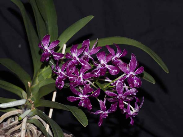 OPEN DIVISION   Neostylis Pinky .......... Grown by Max and Ellen Hume