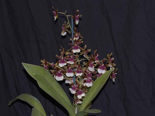 SECOND DIVISION   Onc. Debutant Ox Blood .......... Grown by Barbara Semmens