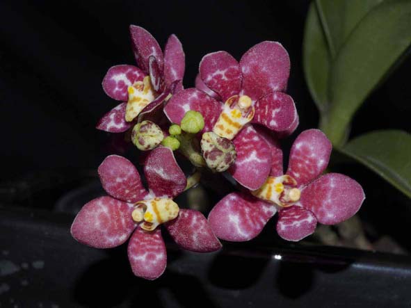 SEEDLING   Sarc. Fizzy Dove Spangle .......... Grown by Max & Ellen Hume