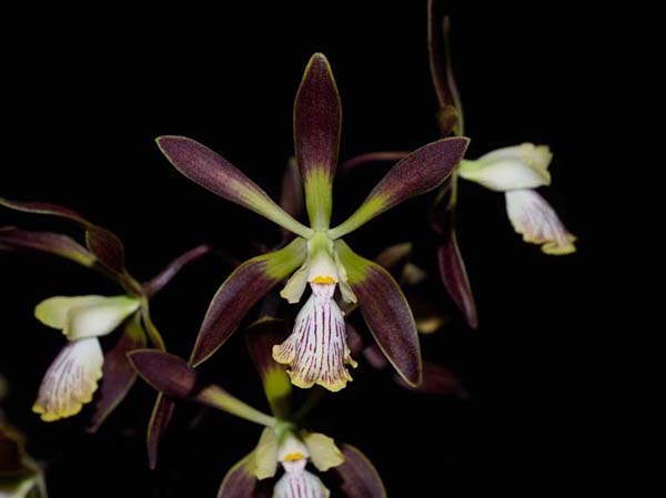 FIRST DIVISION: Epi Bees Knees .......... Grown by Trevor Hutchison