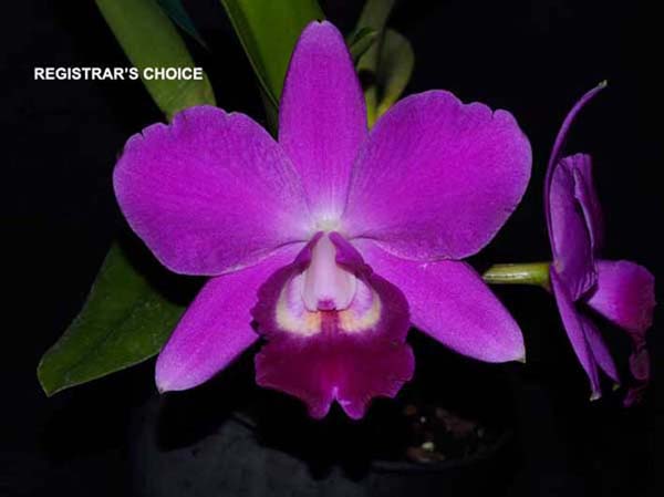 OPEN DIVISION Lc-Mini-Purple-'Dendi' ..........Grown by R & L Gunn